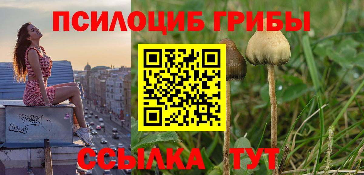Ефремов  Галлюциногенные грибы мухоморы  Вход с VPN 